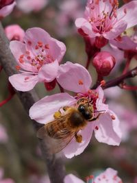 Biene in Kirsche